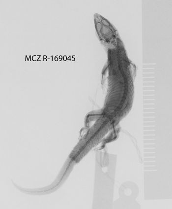 Media type: image;   Herpetology R-169045